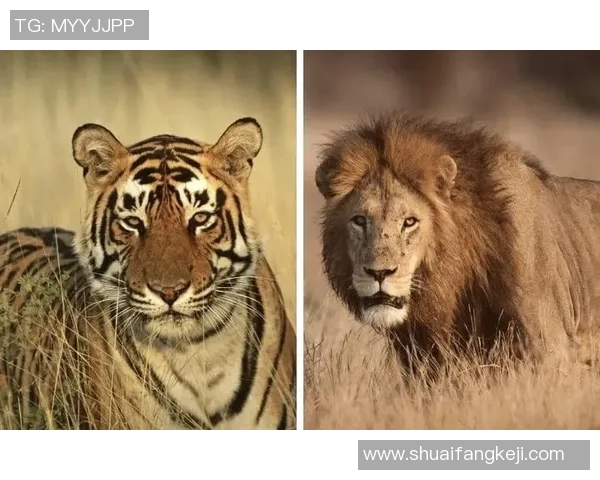 老虎大学与美洲狮的激烈对决即将在11月30日上演,谁将赢得胜利 老虎大学与美洲狮的激烈对决即将在11月30日上演,谁将赢得胜利